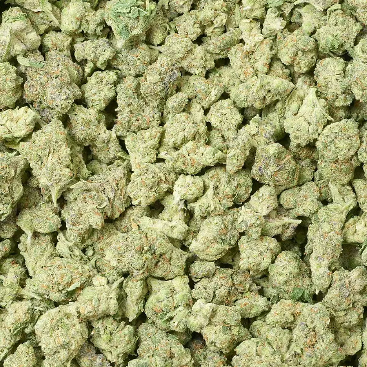 Chocolope THCa flower smalls sativa close-up