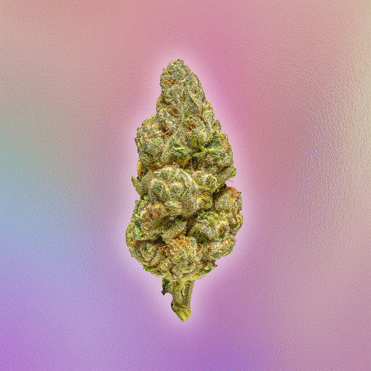 Dodi - Beast Berry - THCa Flower - Hybrid