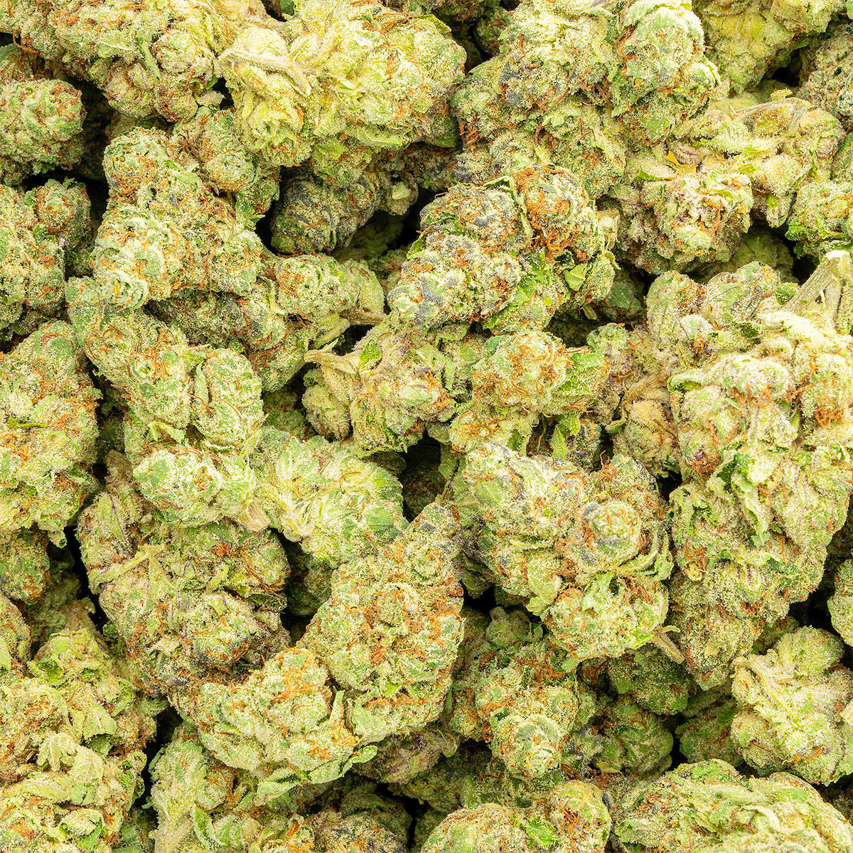 Dodi - Beast Berry - THCa Flower - Hybrid