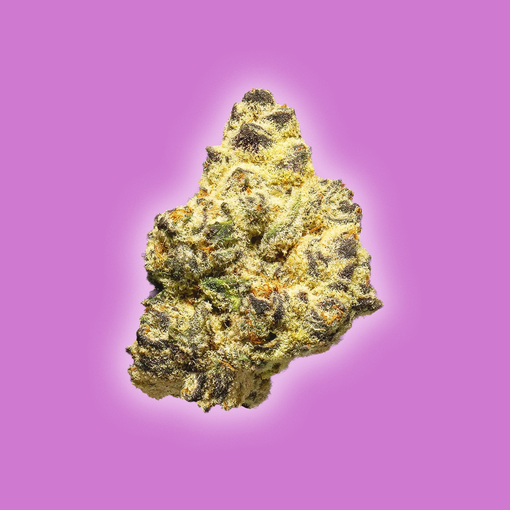 Lilac Diesel THCa flower sativa bud close-up