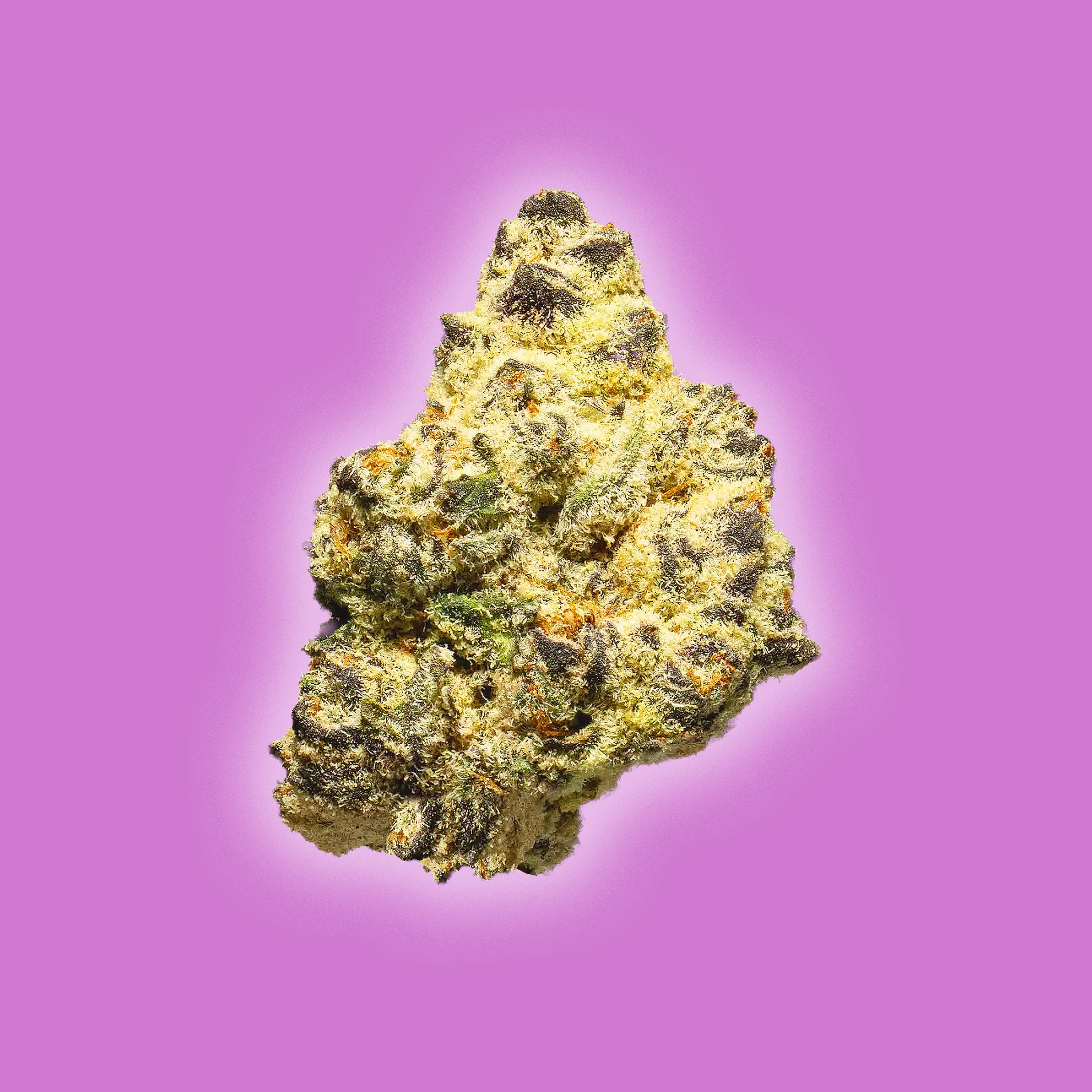 Lilac Diesel THCa flower sativa bud close-up