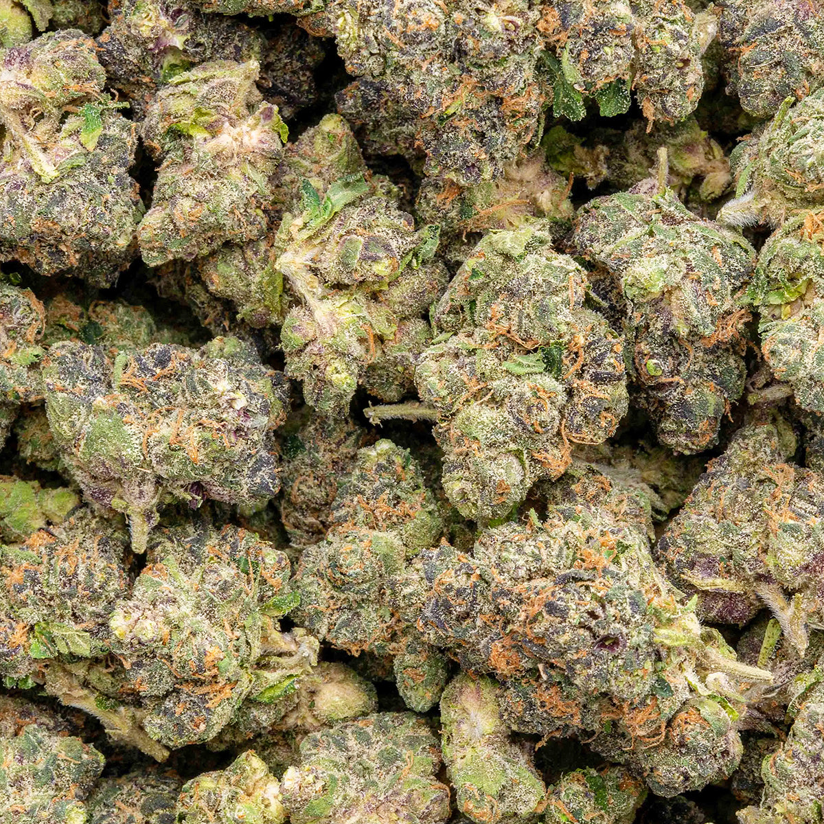 Watermelon Z THCa flower smalls hybrid close-up